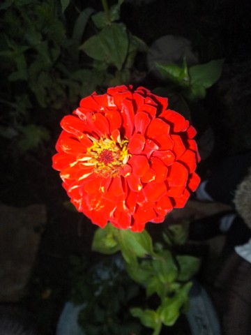 Name:  DSCF3728.jpg
Views: 241
Size:  44.3 KB