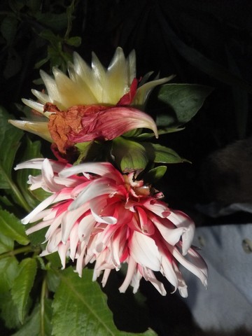 Name:  DSCF3729.jpg
Views: 248
Size:  52.3 KB