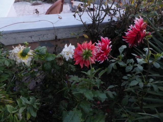 Name:  DSCF3732.jpg
Views: 228
Size:  48.3 KB