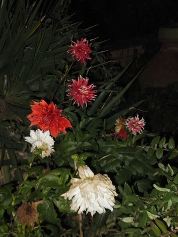 Name:  DSCF3743.jpg
Views: 236
Size:  58.9 KB
