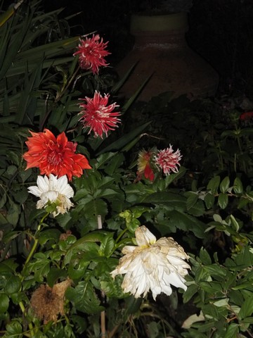 Name:  DSCF3745.jpg
Views: 237
Size:  66.2 KB