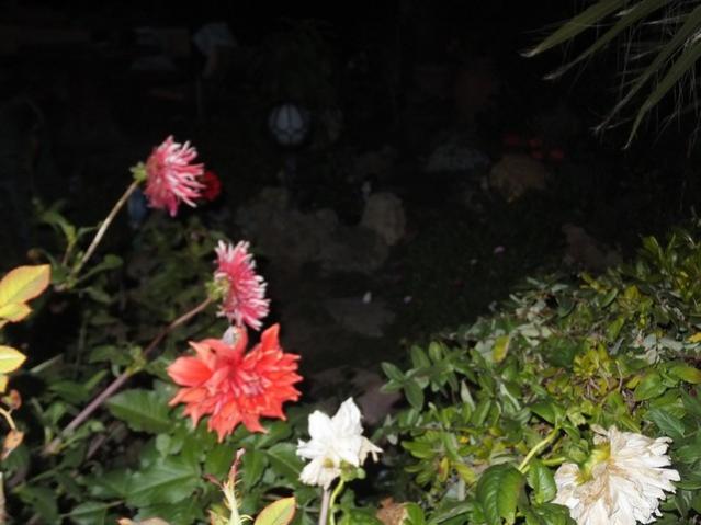 Name:  DSCF3756.jpg
Views: 490
Size:  39.5 KB