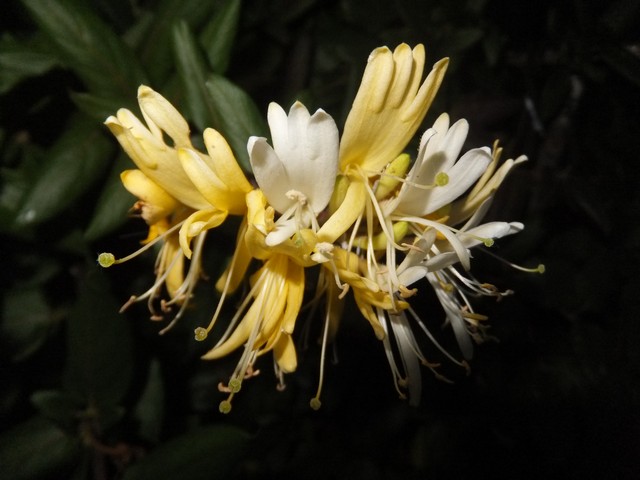 Name:  DSCF3759.jpg
Views: 495
Size:  67.3 KB