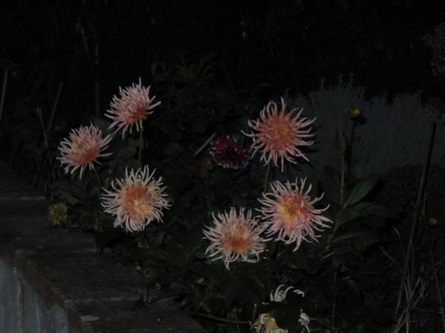 Name:  DSCF3760.jpg
Views: 230
Size:  30.3 KB