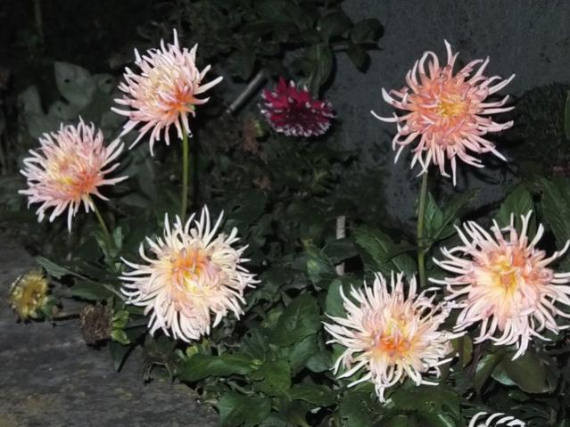 Name:  DSCF3761.jpg
Views: 248
Size:  54.9 KB