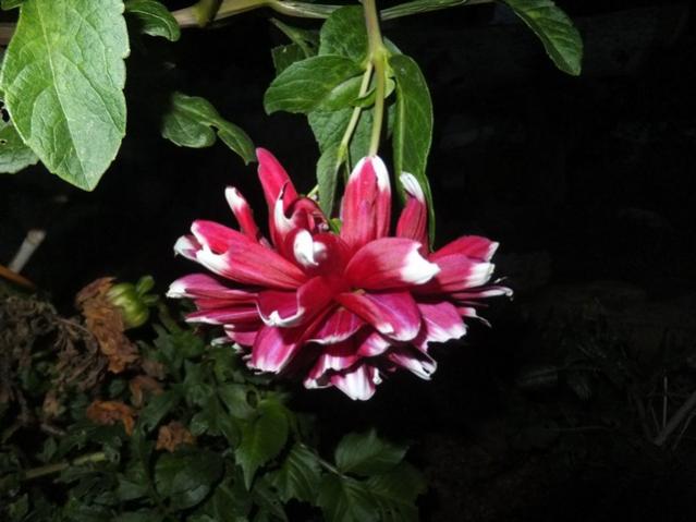 Name:  DSCF3763.jpg
Views: 234
Size:  37.3 KB