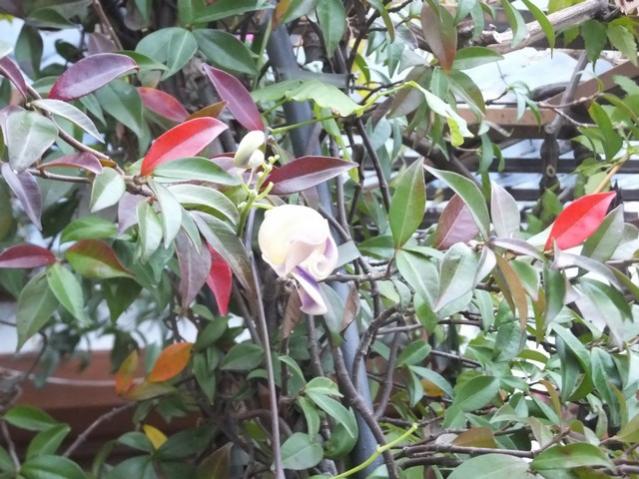 Name:  DSCF3775.jpg
Views: 247
Size:  62.3 KB