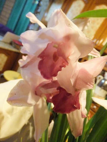 Name:  DSCF3785.jpg
Views: 227
Size:  47.3 KB