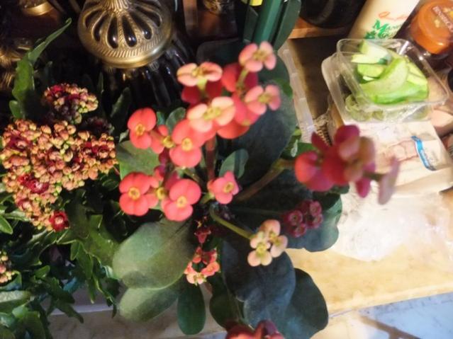 Name:  DSCF3790.jpg
Views: 230
Size:  48.6 KB