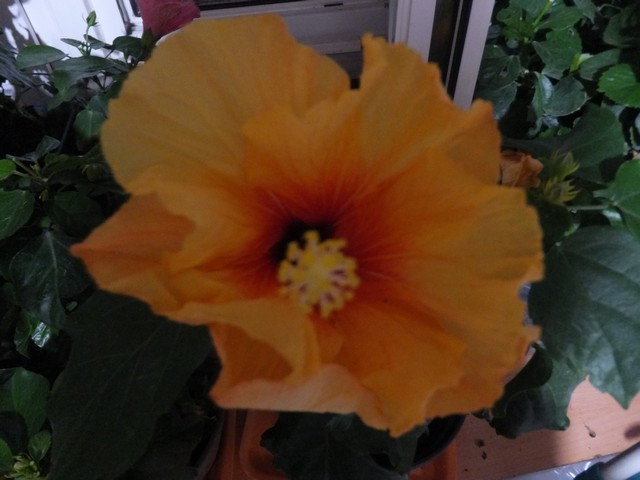 Name:  DSCF3792.jpg
Views: 234
Size:  64.7 KB