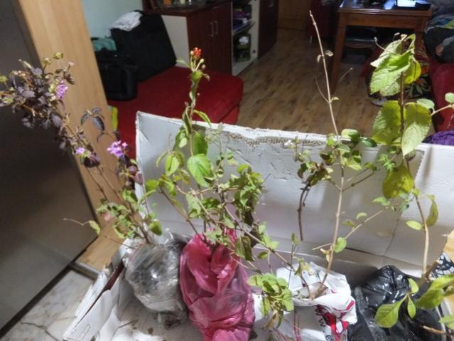 Name:  DSCF3798.jpg
Views: 246
Size:  49.8 KB