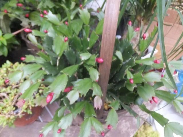 Name:  DSCF3805.jpg
Views: 236
Size:  43.6 KB