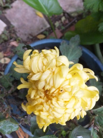 Name:  DSCF3828.jpg
Views: 199
Size:  53.6 KB