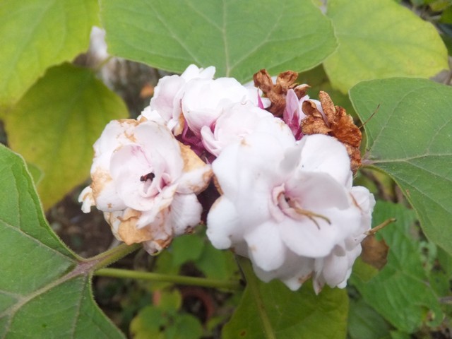 Name:  DSCF3850.jpg
Views: 195
Size:  69.3 KB