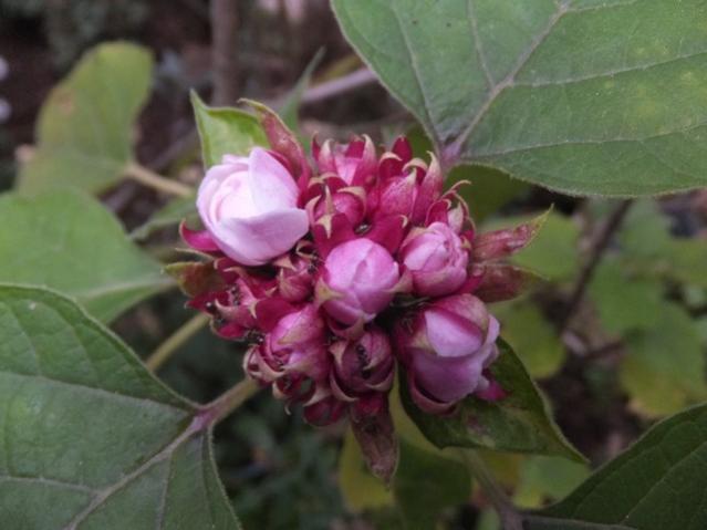 Name:  DSCF3851.jpg
Views: 186
Size:  34.0 KB