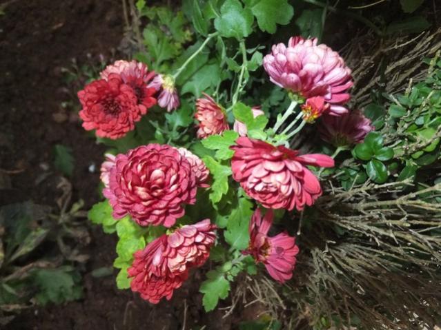 Name:  DSCF3858.jpg
Views: 186
Size:  58.5 KB