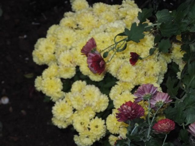 Name:  DSCF3860.jpg
Views: 201
Size:  39.6 KB