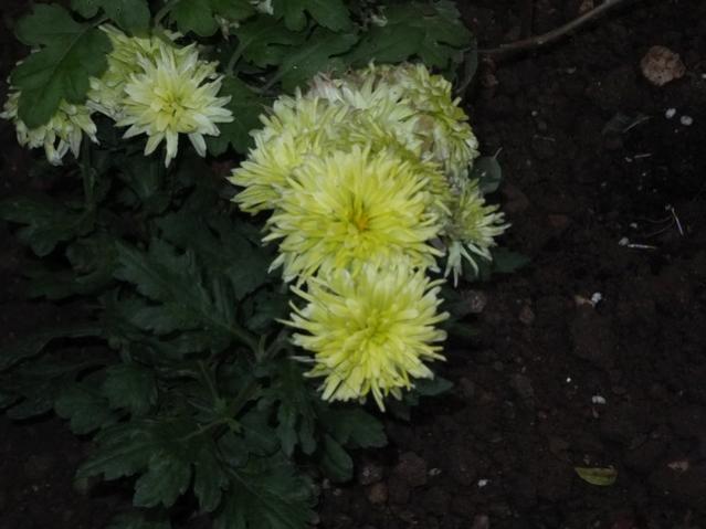 Name:  DSCF3861.jpg
Views: 198
Size:  36.9 KB