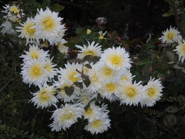 Name:  DSCF3876.jpg
Views: 414
Size:  48.9 KB