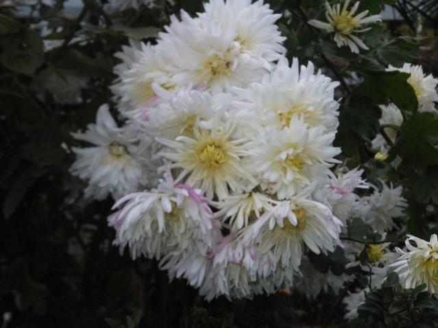 Name:  DSCF3881.jpg
Views: 381
Size:  38.0 KB