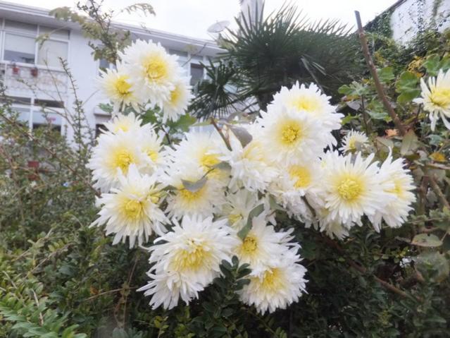 Name:  DSCF3884.jpg
Views: 388
Size:  58.9 KB