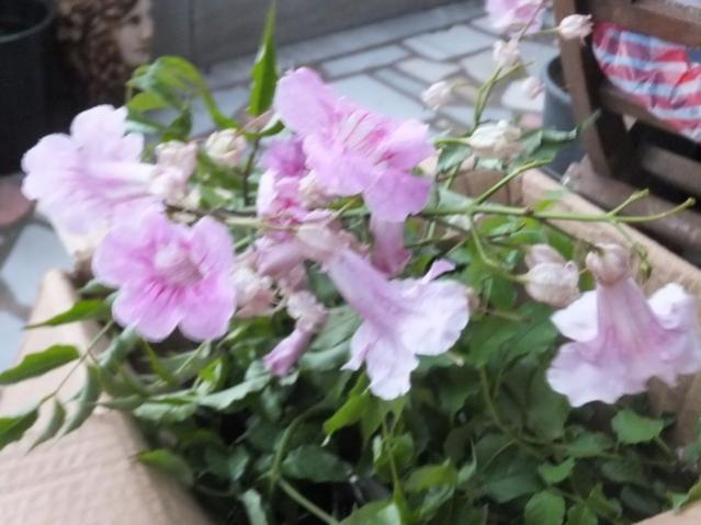 Name:  DSCF3902.jpg
Views: 373
Size:  40.7 KB