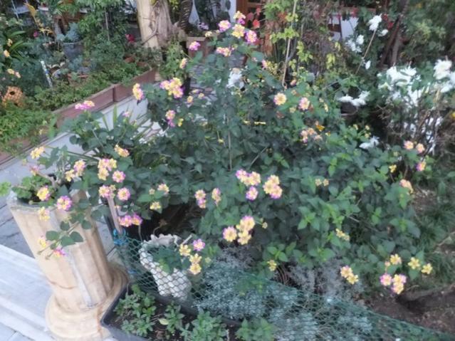 Name:  DSCF3910.jpg
Views: 373
Size:  65.4 KB