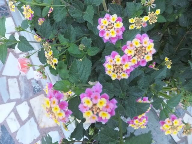 Name:  DSCF3912.jpg
Views: 376
Size:  53.7 KB