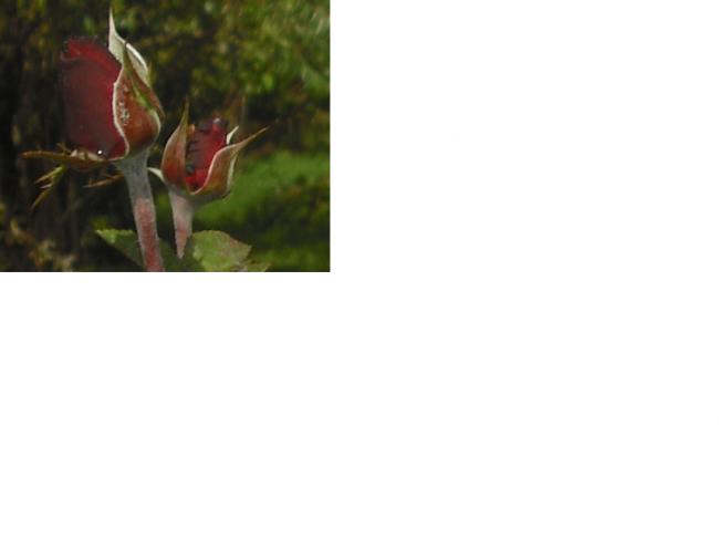 Name:  g3.jpg
Views: 1015
Size:  14.6 KB