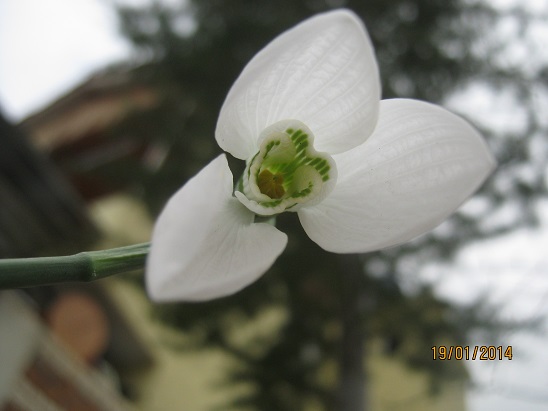 Name:  kardelen.jpg
Views: 945
Size:  52.5 KB