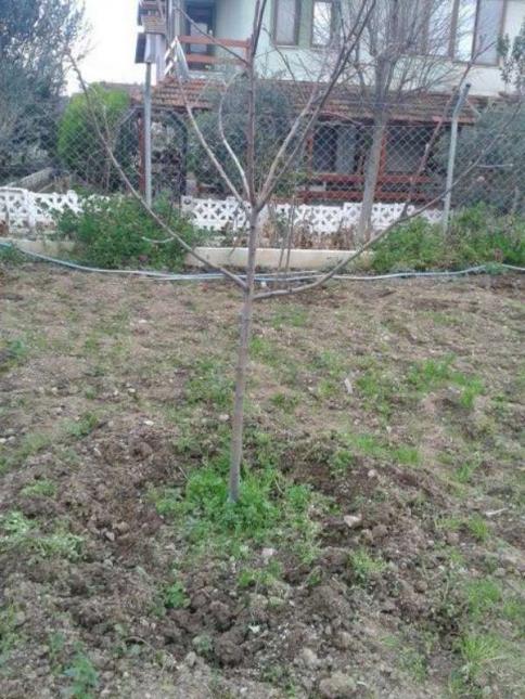 Name:  Resim 701-800.jpg
Views: 809
Size:  71.2 KB