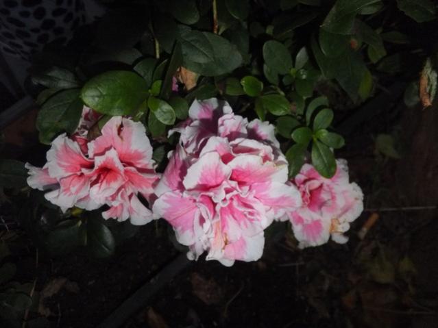 Name:  DSCF3919.jpg
Views: 268
Size:  33.8 KB