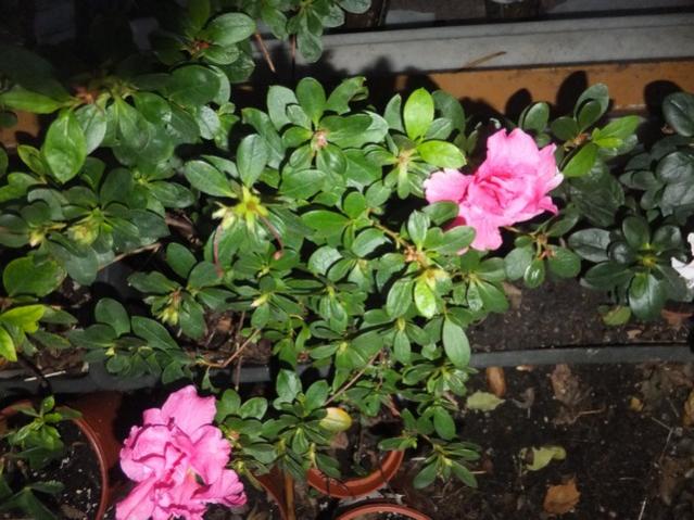 Name:  DSCF3920.jpg
Views: 255
Size:  59.9 KB