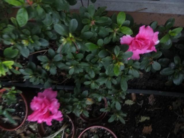 Name:  DSCF3921.jpg
Views: 286
Size:  39.3 KB