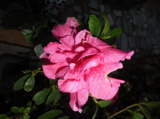 Name:  DSCF3922.jpg
Views: 264
Size:  32.5 KB
