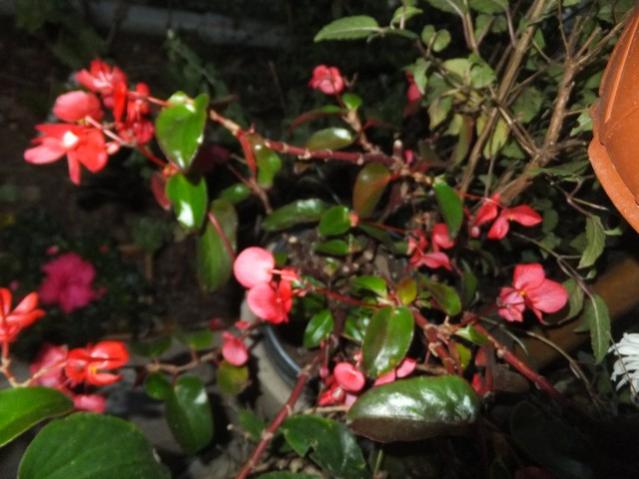 Name:  DSCF3927.jpg
Views: 312
Size:  44.5 KB