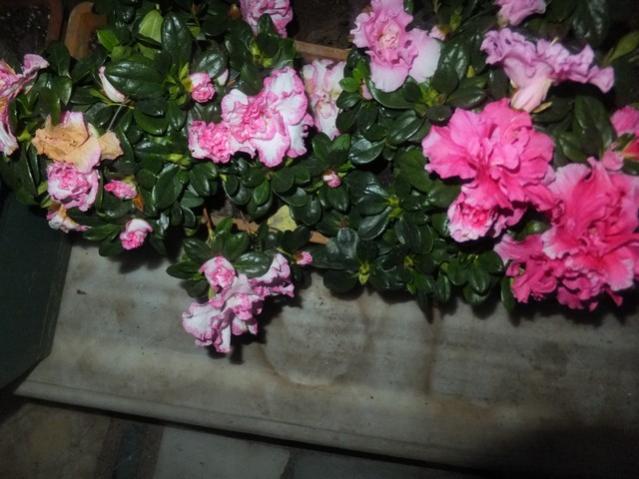 Name:  DSCF3930.jpg
Views: 274
Size:  47.8 KB