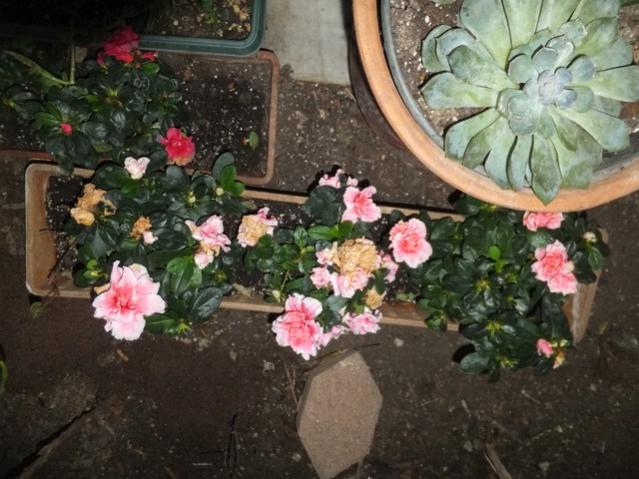 Name:  DSCF3931.jpg
Views: 269
Size:  54.6 KB