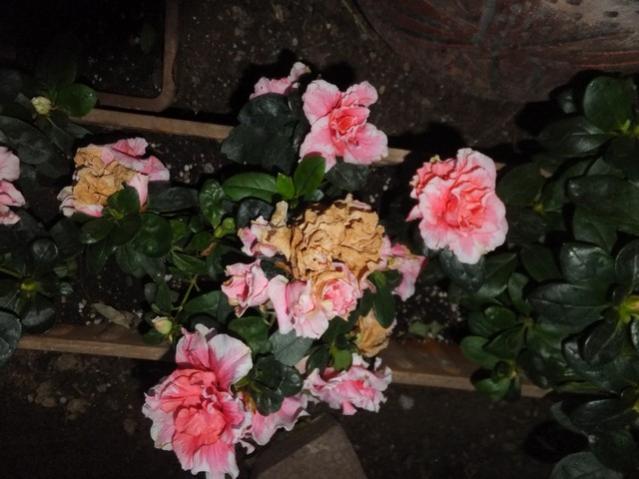 Name:  DSCF3933.jpg
Views: 285
Size:  43.7 KB