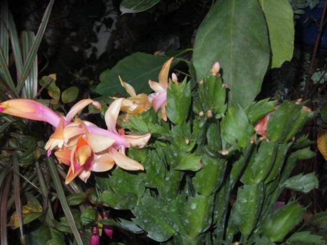 Name:  DSCF3955.jpg
Views: 273
Size:  44.6 KB