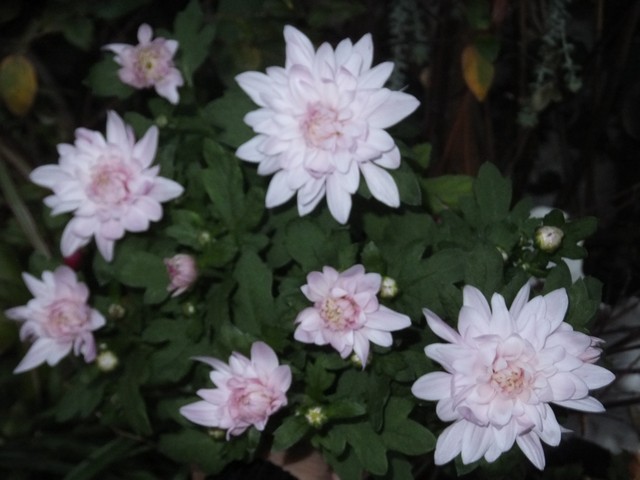 Name:  DSCF3957.jpg
Views: 290
Size:  68.1 KB