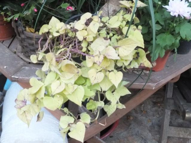 Name:  DSCF3961.jpg
Views: 282
Size:  49.3 KB