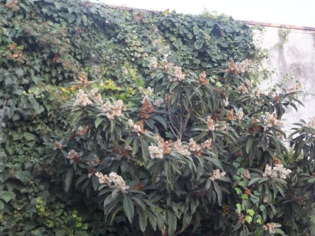 Name:  DSCF3964.jpg
Views: 282
Size:  66.1 KB