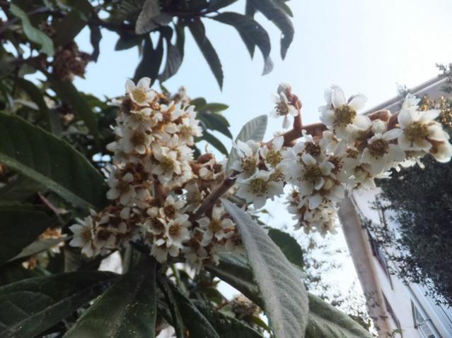 Name:  DSCF3969.jpg
Views: 282
Size:  49.1 KB