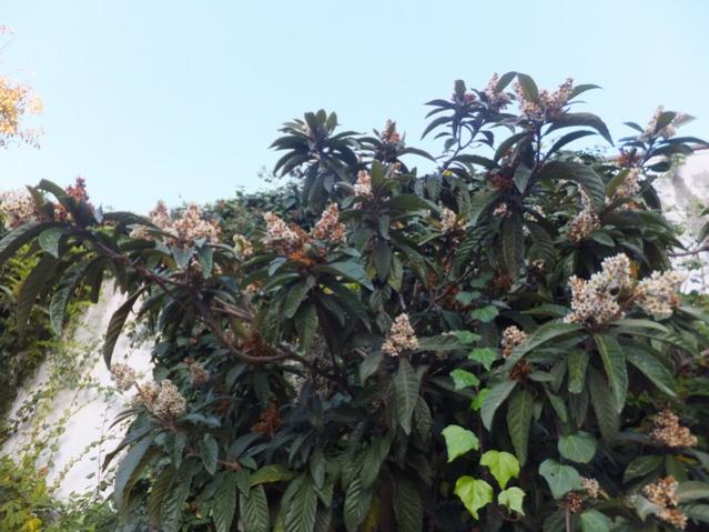 Name:  DSCF3973.jpg
Views: 279
Size:  54.5 KB
