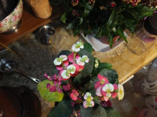 Name:  DSCF4058.jpg
Views: 269
Size:  41.3 KB