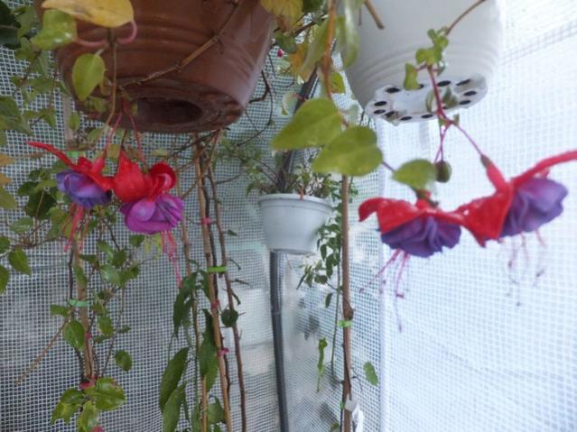 Name:  DSCF4095.jpg
Views: 260
Size:  54.2 KB