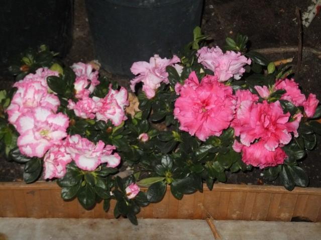 Name:  DSCF4140.jpg
Views: 241
Size:  47.9 KB