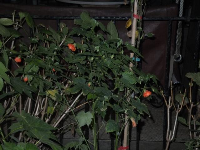 Name:  DSCF4144.jpg
Views: 235
Size:  46.9 KB