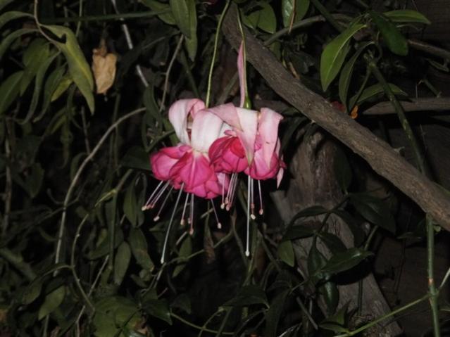Name:  DSCF4148.jpg
Views: 207
Size:  39.9 KB